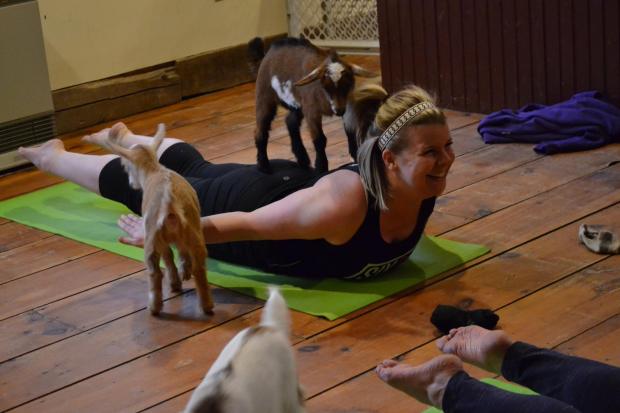 Картинки по запросу Yoga with goats