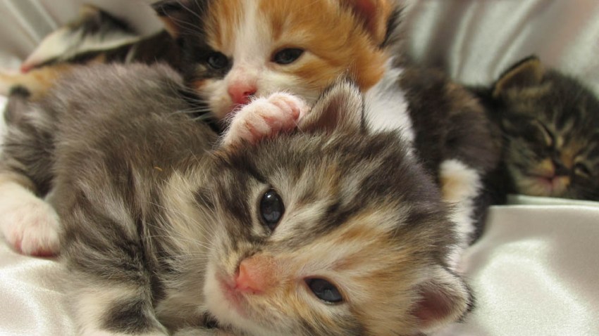050818 kittens generic cats