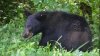 Middleton Resident Shoots, Kills Bear That Killed Their Goats, Chickens