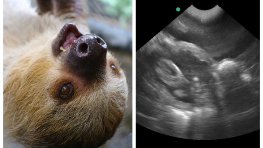 102319 pregnant sloth rhode island zoo