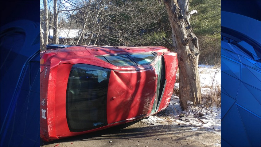 A 16-year-old girl was involved in a car crash on Christmas Eve after her puppy jumped on her lap and distracted her.