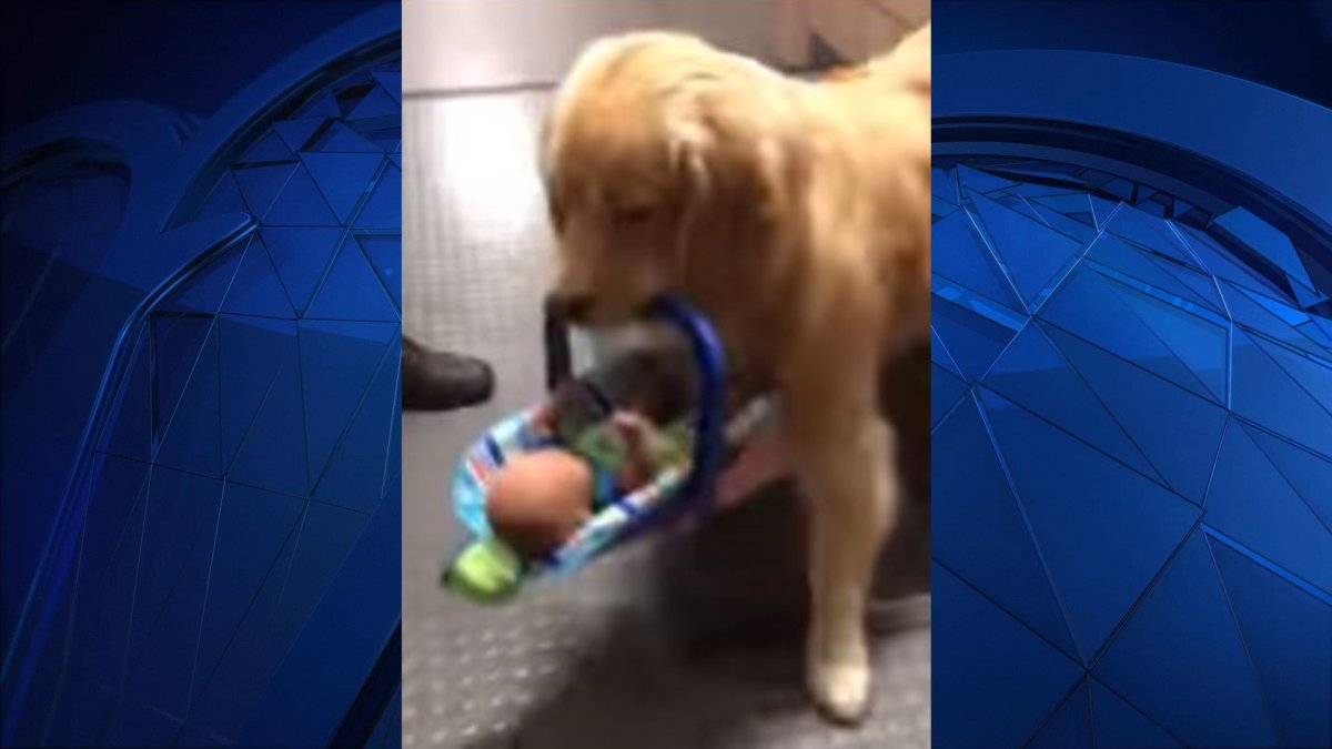 Police Therapy Dog Can’t Keep Away From Donated Toys — and It’s ...
