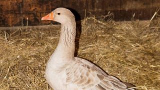 "Cadbury" the goose is up for adoption after he was rescued by the Massachusetts State Police Department and Animal Rescue League.