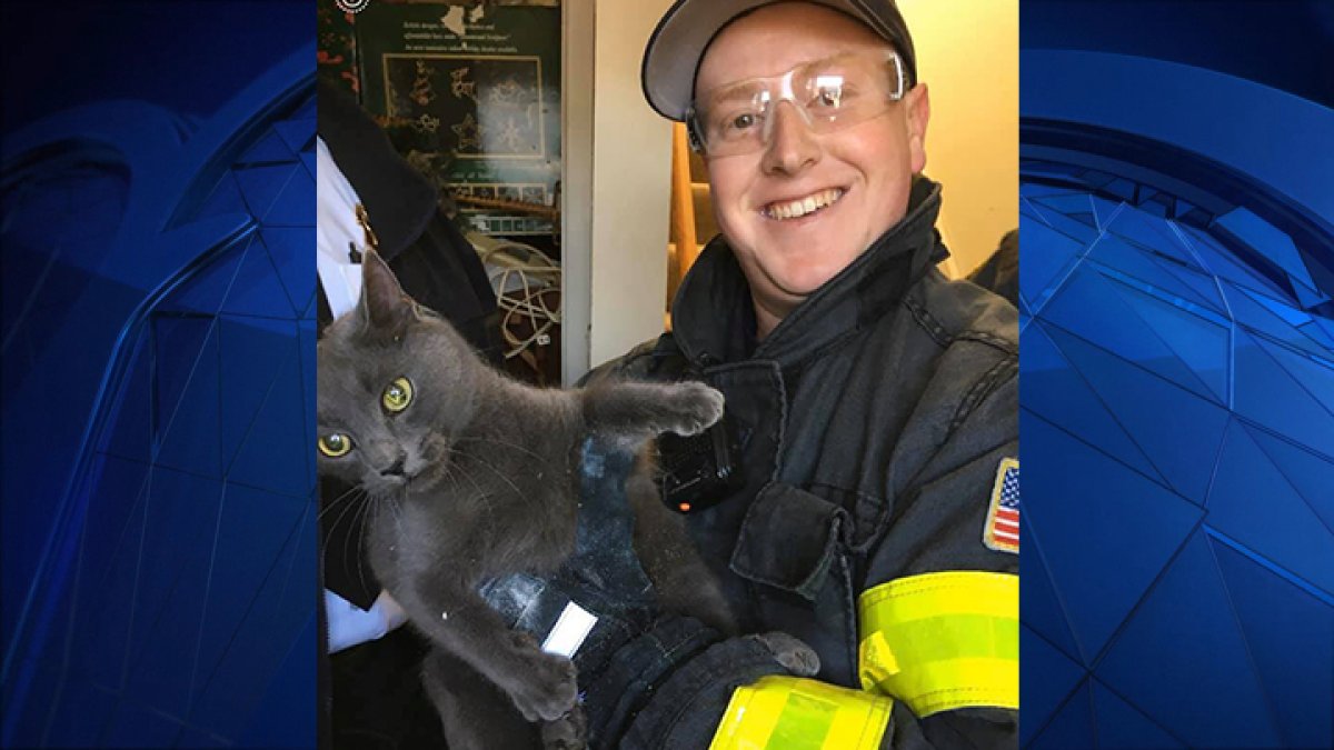 Cat Trapped in Wall Rescued by Hyannis Firefighters – NBC Boston