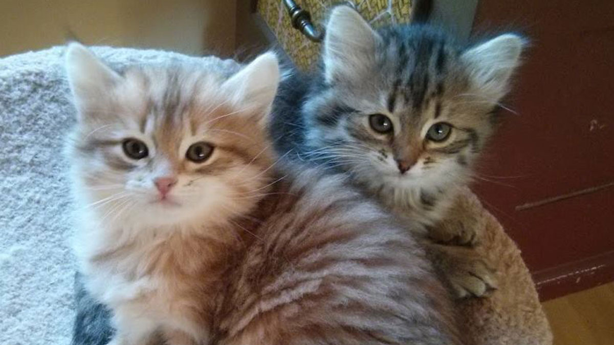 Suffering From Allergies You Can Still Adopt A Cat Nbc Boston