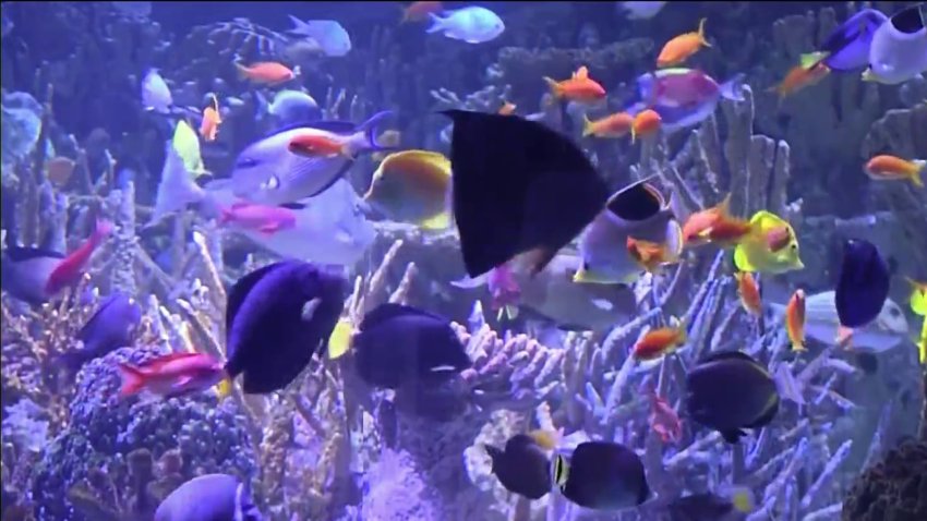 Aquarium and Children's Museum Prepare to Reopen