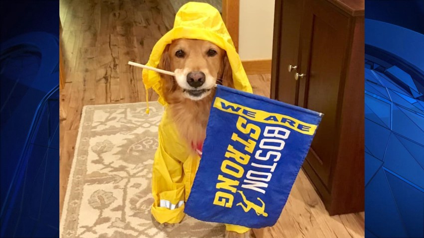 41519 marathon dog web thumbnail