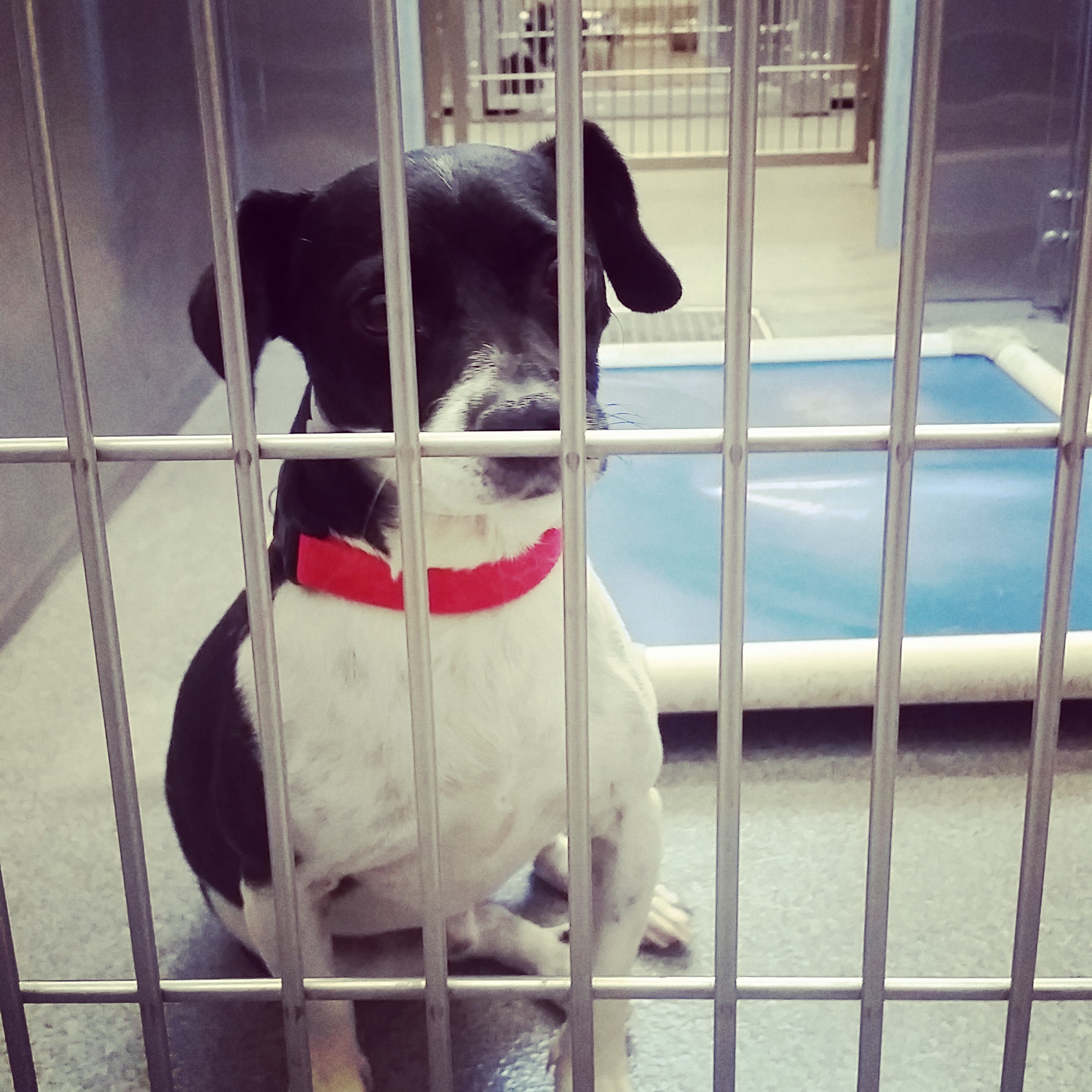 Flower Mound Animal Shelter Volunteer Best Flower Site