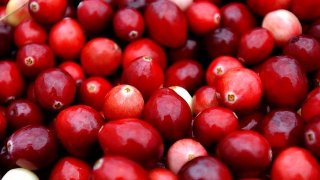 Harvest Begins At Colorful Cranberry Bogs