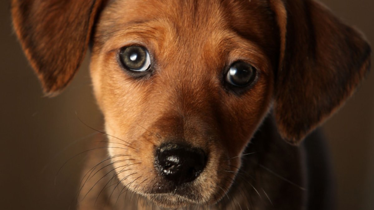 Redrafted animal safety and pet ownership bill leaves out ban on pet shop sales