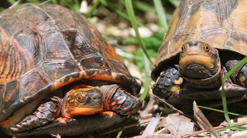 WORLD TURTLE DAY