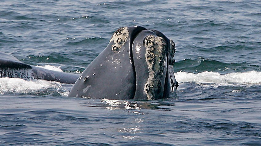 Whale App