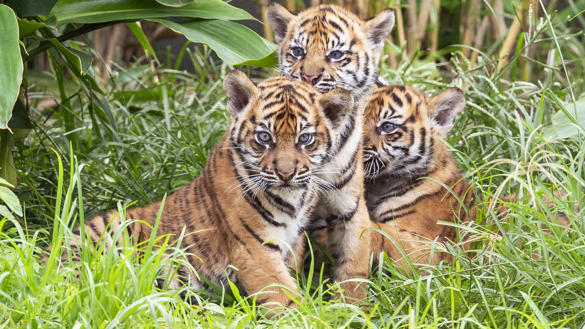 Sumatran tiger cubs born at San Diego California zoo