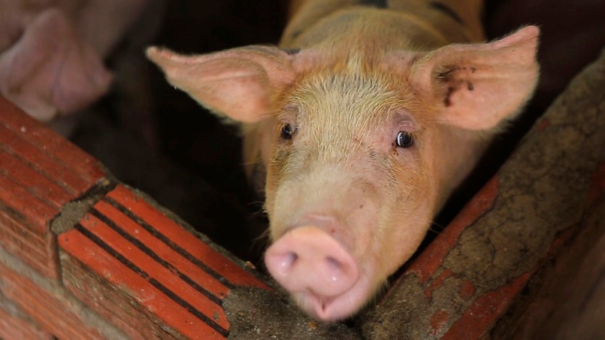 Swine Fever