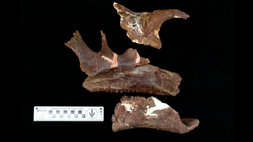 Texas-New Dinosaur