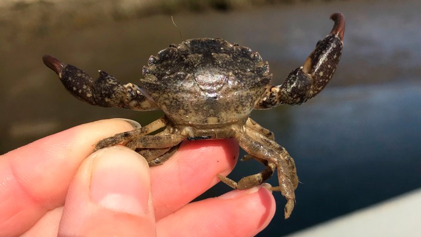 New England Migrating Crab