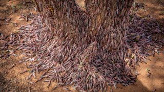 In this photo taken Tuesday, March 31, 2020, desert locusts swarm over a tree in Kipsing, near Oldonyiro, in Isiolo county, Kenya. Weeks before the coronavirus spread through much of the world, parts of Africa were already threatened by another kind of plague, the biggest locust outbreak some countries had seen in 70 years, and now the second wave of the voracious insects, some 20 times the size of the first, is arriving.