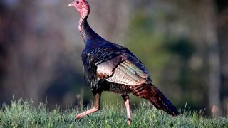 turkey