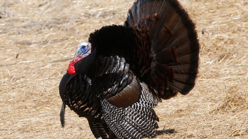 Spring Gobbler Season
