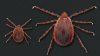 Invasive, disease-carrying tick found in Maine, the farthest northeast it has been spotted
