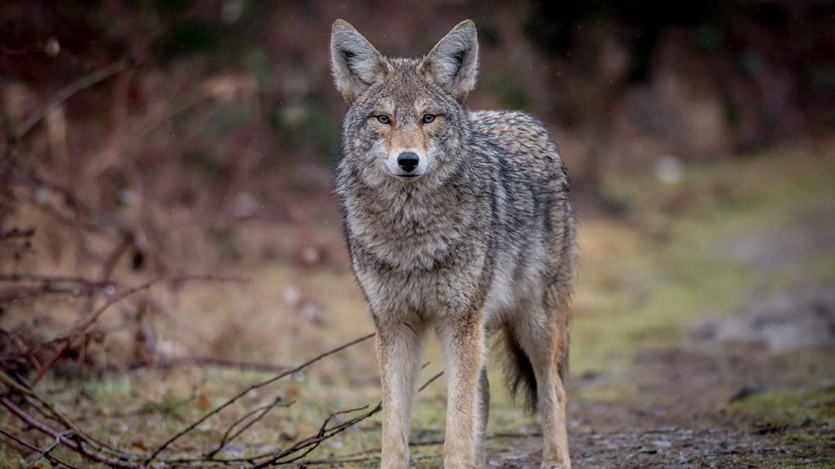 Coyote Warning Issued After 4 Surround Woman, Dog ...