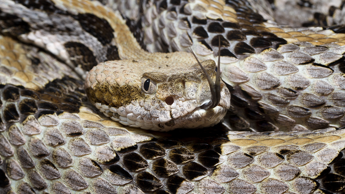 Venomous Rattlesnake Found Near Massachusetts Go-Kart Track – NBC Boston