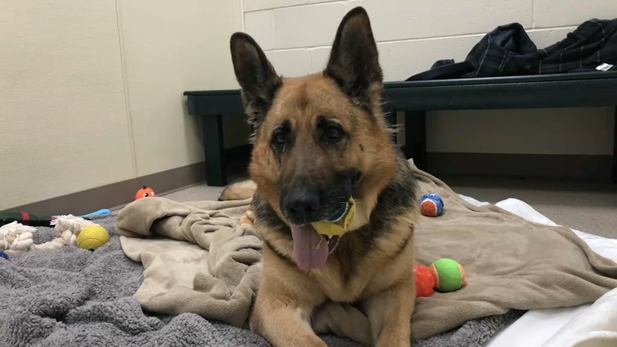 German Shepherd Recovering After Being Tied to Bench and Abandoned in ...