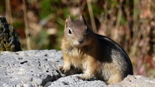 Ardilla-chipmunk-plaga