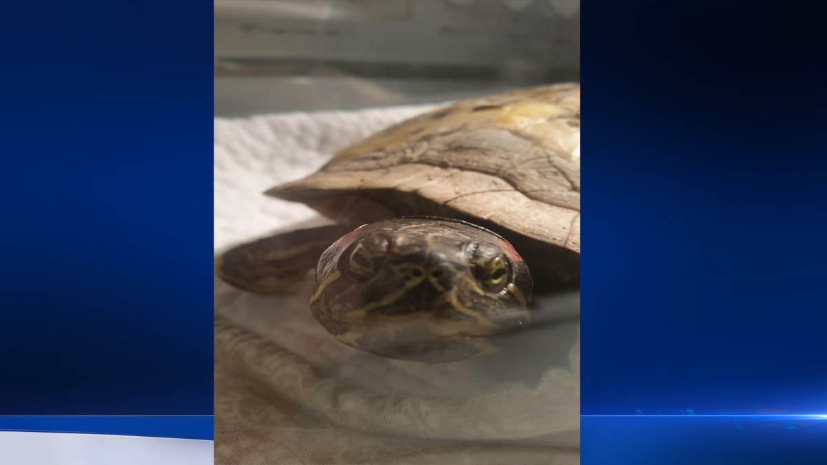Turtle Found Frozen Thaws Out, Survives NBC Boston