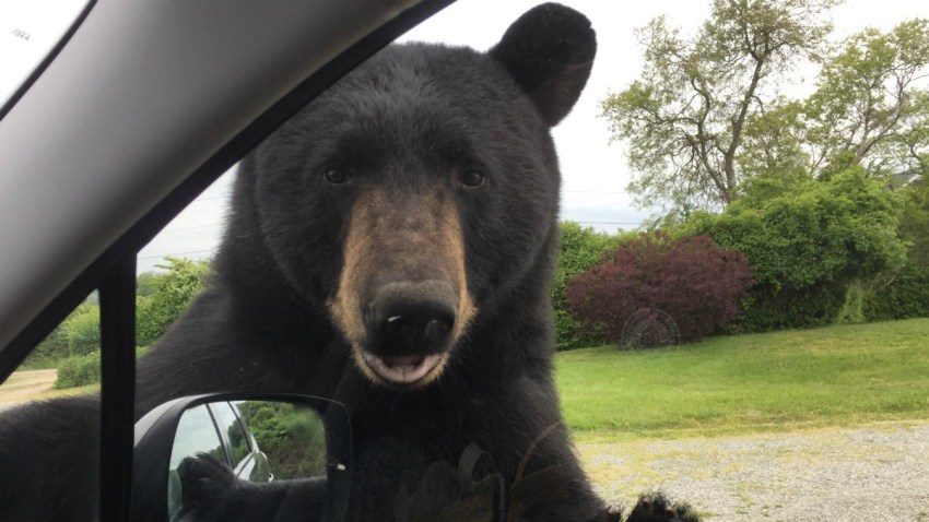 Bear Photo Smaller