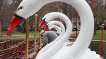 Boston Swan Boats 3 041222019