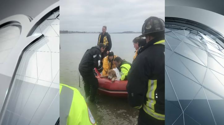 Boston dog rescue
