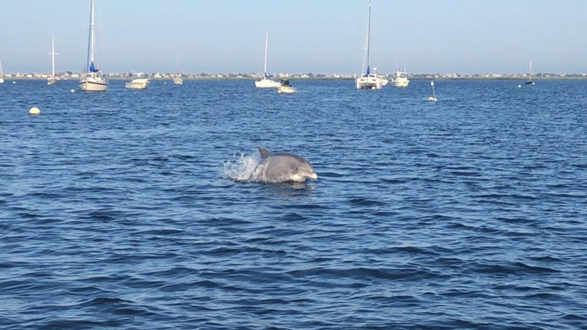 Bottlenose dolphin in Merrimack River