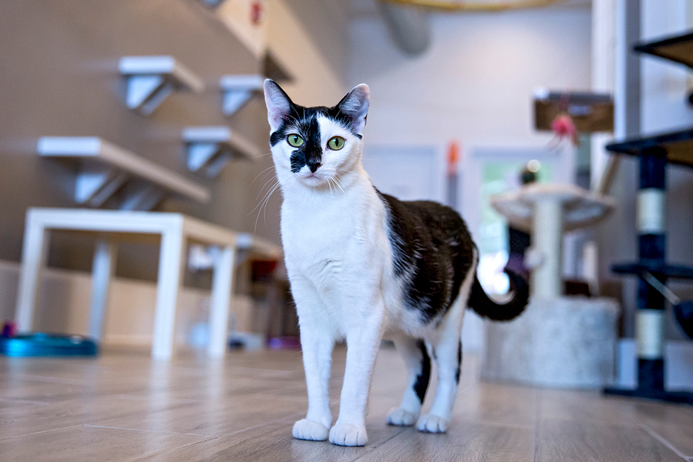  Cat  Caf s New Purrfect Paradises for At Risk Shelter Cats  