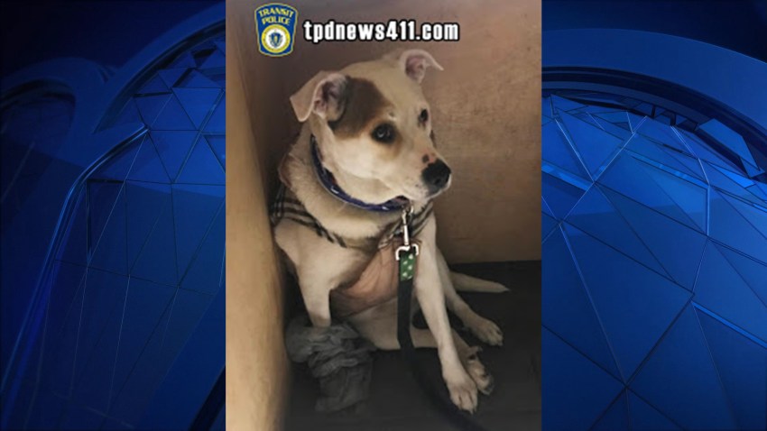 Coco the dog beaten by Natick man