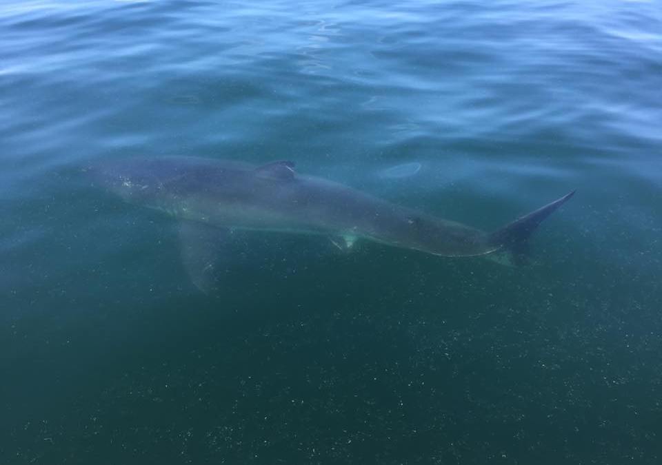 Great White Shark Spotted Off Massachusetts Coast NBC Boston