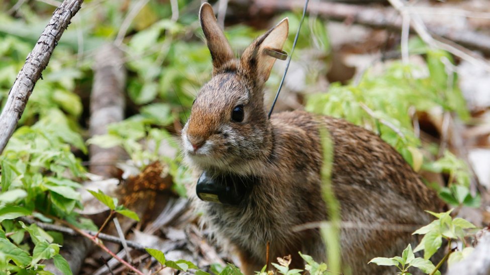Rabbit on Island Tests Positive for Contagious Infection – NBC Boston