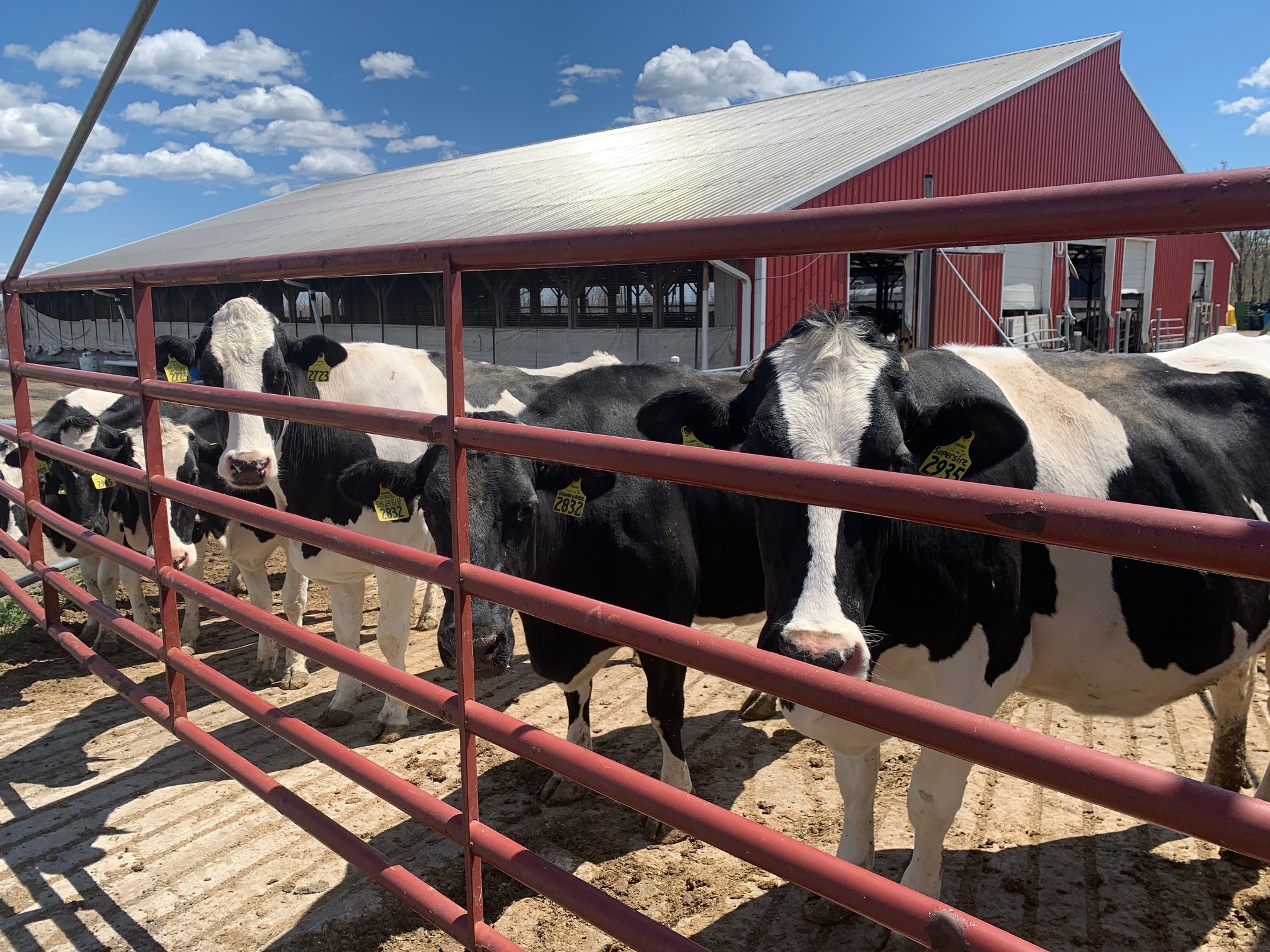 Dairy Farmers to Give Away Free Milk in Boston – NBC Boston