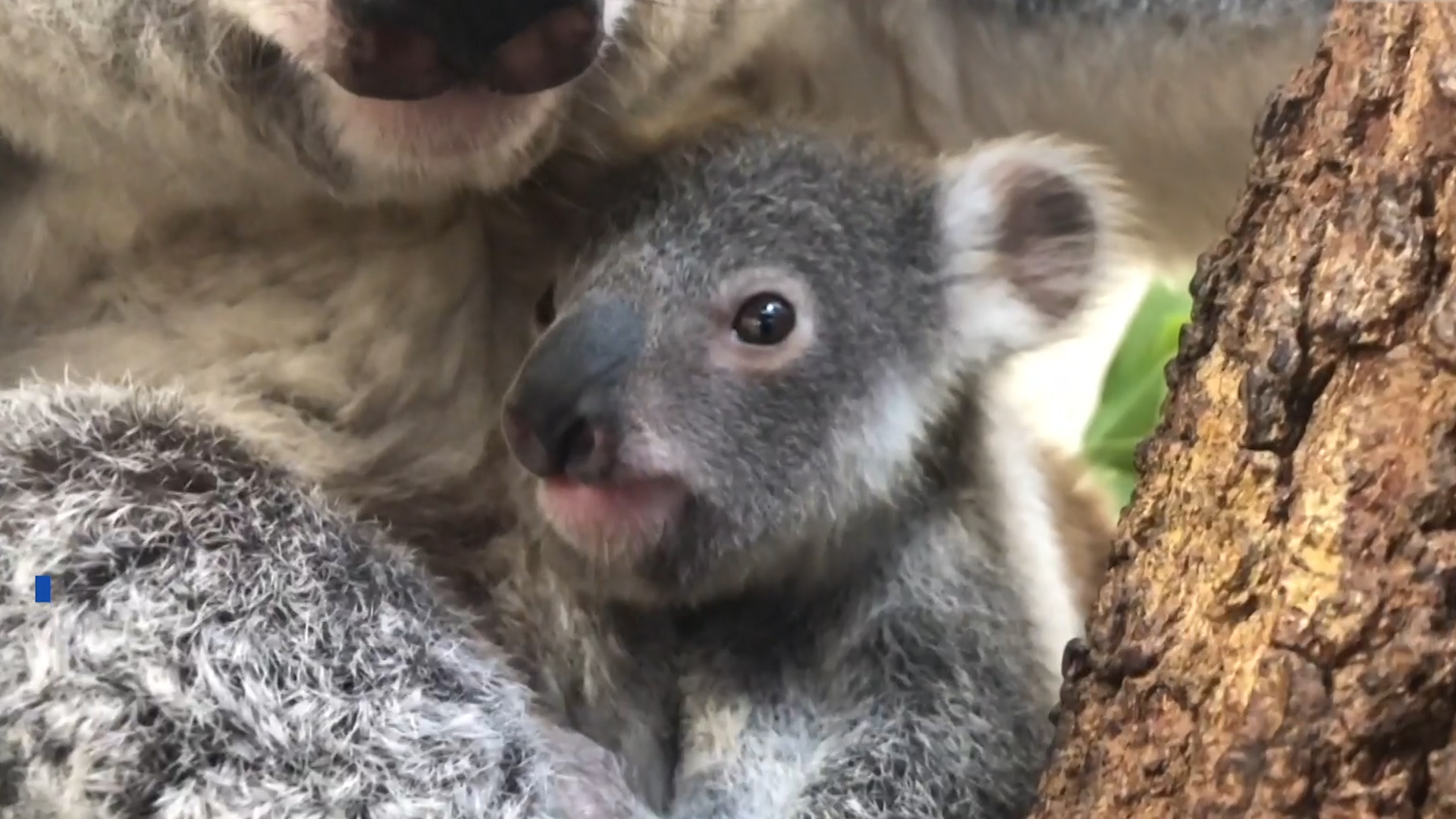 Baby Koala Arrives At Zoo Miami Nbc Boston