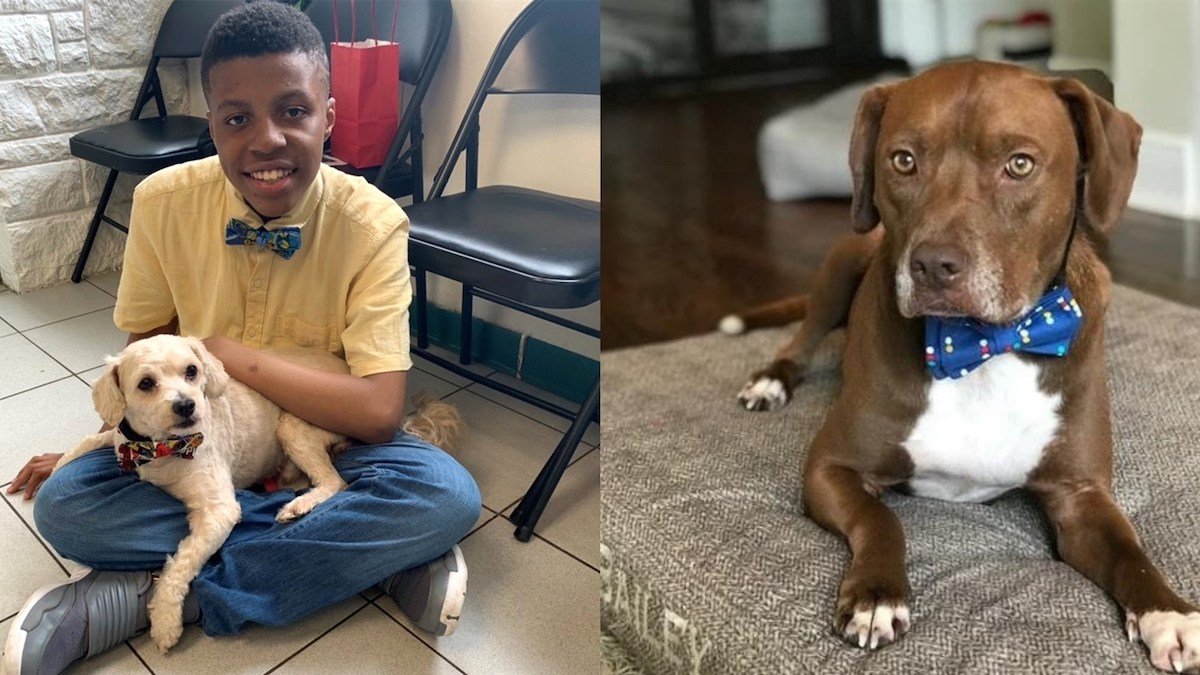 Meet the 12YearOld Boy Who Designs Bow Ties to Help Shelter Pets Get