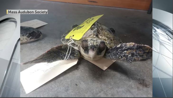 Dead sea turtle