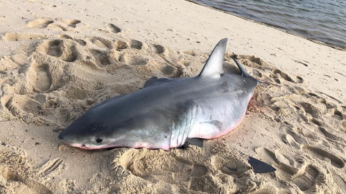 Dead Great White Shark Washes Up On Cape Cod Beach Nbc Boston