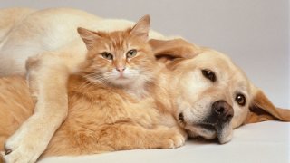 Dog and Cat Stock Generic File Photo