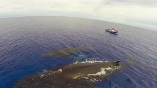 Efforts_to_Save_Endangered_Right_Whales.jpg
