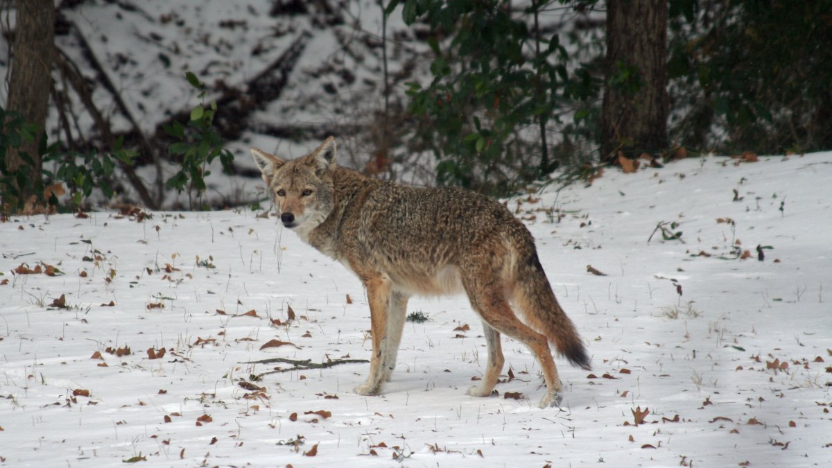 Mass. Bans Hunting Contests Targeting FurBearing Animals Like Coyotes