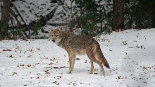 Ella Barber-coyote