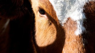 In this file photo, a cow walks in the National Western Stock Show Kick-off Parade on Jan. 9, 2020 in Denver, Colorado.