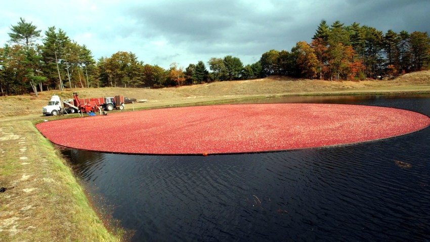 Getty Cranberry Generic Cranberry