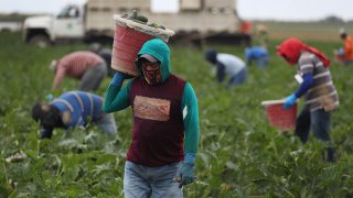 FLORIDA CITY, FLORIDA – APRIL 01: Farm workers harvest zucchini on the Sam Accursio & Son’s Farm on April 01, 2020 in Florida City, Florida. Sergio Martinez, a harvest crew supervisor, said that the coronavirus pandemic has caused them “to have to throw crops away due to less demand for produce in stores and restaurants. The farm workers who are essential to providing food for homebound families are worried that if the restaurants stay closed and peoples changed grocery store habits continue they would be out of work with no work for the near future.” (Photo by Joe Raedle/Getty Images)