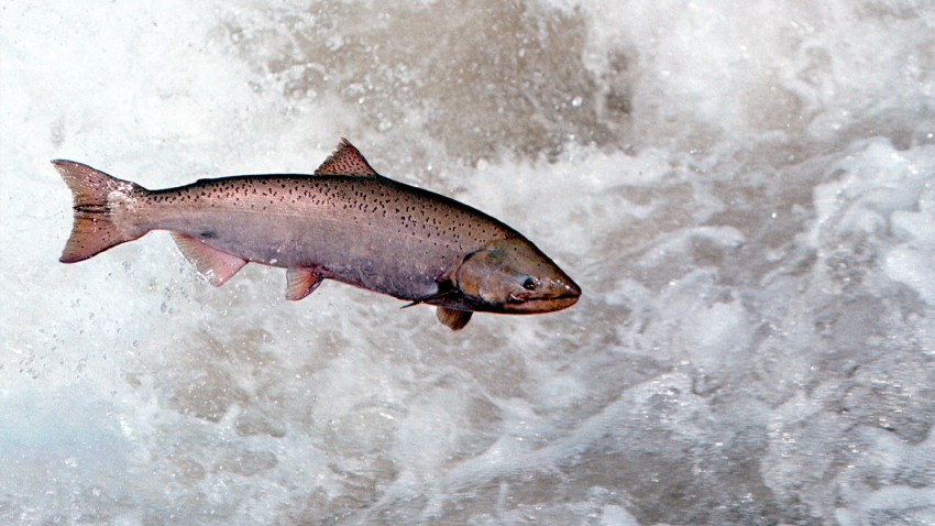 39012204salm_20010810_00745.jpg